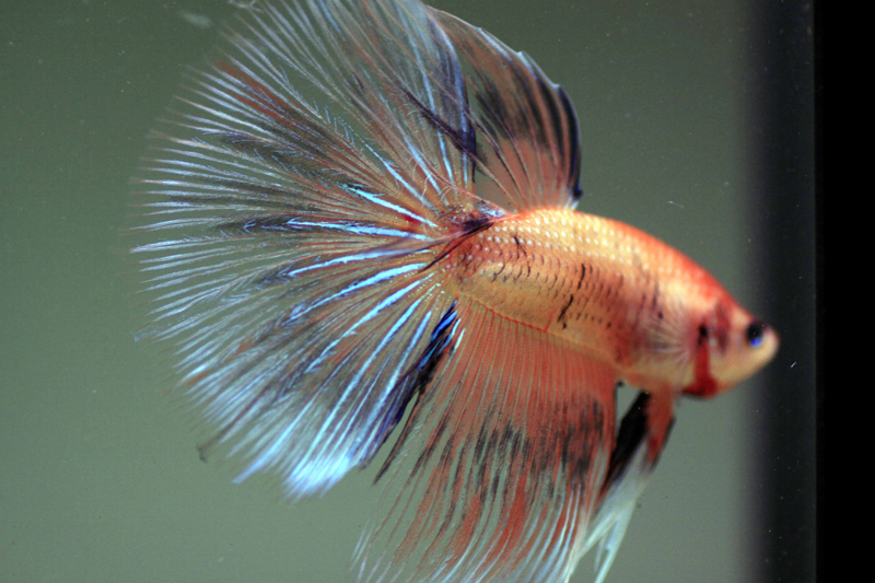 Sex Of A Beta Fish Sex Of A Beta Fish